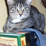 Entry image for Robbie