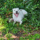 Entry image for Oreo