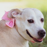 Entry image for Pippa