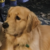 Entry image for PALLADIO 