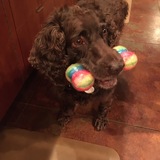 Entry image for Sir Jake