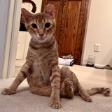 Entry image for Nacho