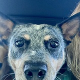 Entry image for Scout