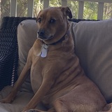 Entry image for Luna