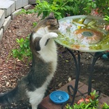 Entry image for Noodles