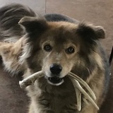 Entry image for Rowdy