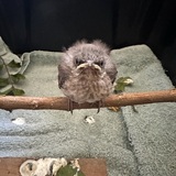 Entry image for Lisa