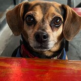 Entry image for Toby