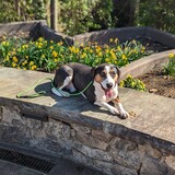 Entry image for Buddy