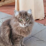 Entry image for Puff Kitty