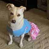 Entry image for Bluebell