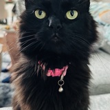 Entry image for Jekyll