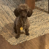 Entry image for Milo