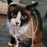 Entry image for Tuna Tataki 