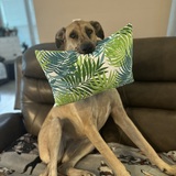 Entry image for Zoey