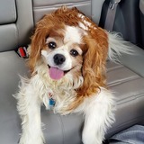 Entry image for Oakley 