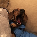 Entry image for Lucas