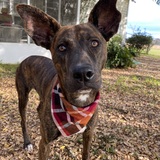 Entry image for Lucy