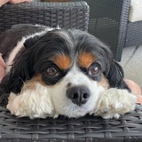 Entry image for Cooper