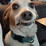 Entry image for Ginny