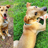 Entry image for Edgar Allan Paw "Eddie"