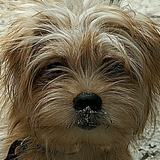 Entry image for Teddy Bear 