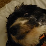 Entry image for Tess