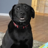 Entry image for Ruger