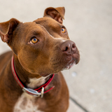 Entry image for Stanley Stone