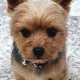 Entry image for Charlie