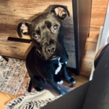 Entry image for Odie