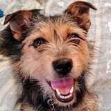 Entry image for Roxie