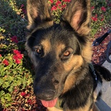 Entry image for Zeke