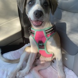 Entry image for Lorelei