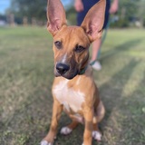 Entry image for Obie