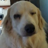 Entry image for Luna