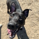 Entry image for Jäger