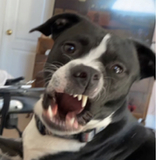 Entry image for Obi Wan