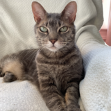 Entry image for Bert