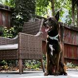 Entry image for Lola