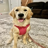 Entry image for Sunny Sue