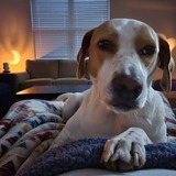 Entry image for Luna