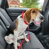 Entry image for Hopper