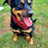 Entry image for Narcissa 