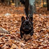 Entry image for Banksy