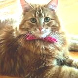 Entry image for Barley