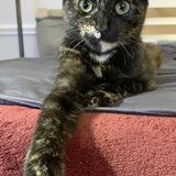 Entry image for Chloe