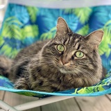 Entry image for Kiwi