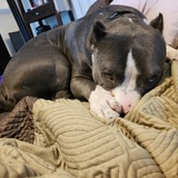 Entry image for Bosco