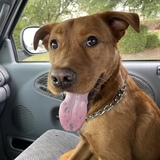 Entry image for Archer